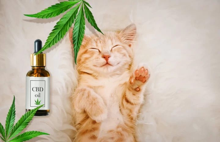 Essential Facts That You Need To Know About CBD for Cats