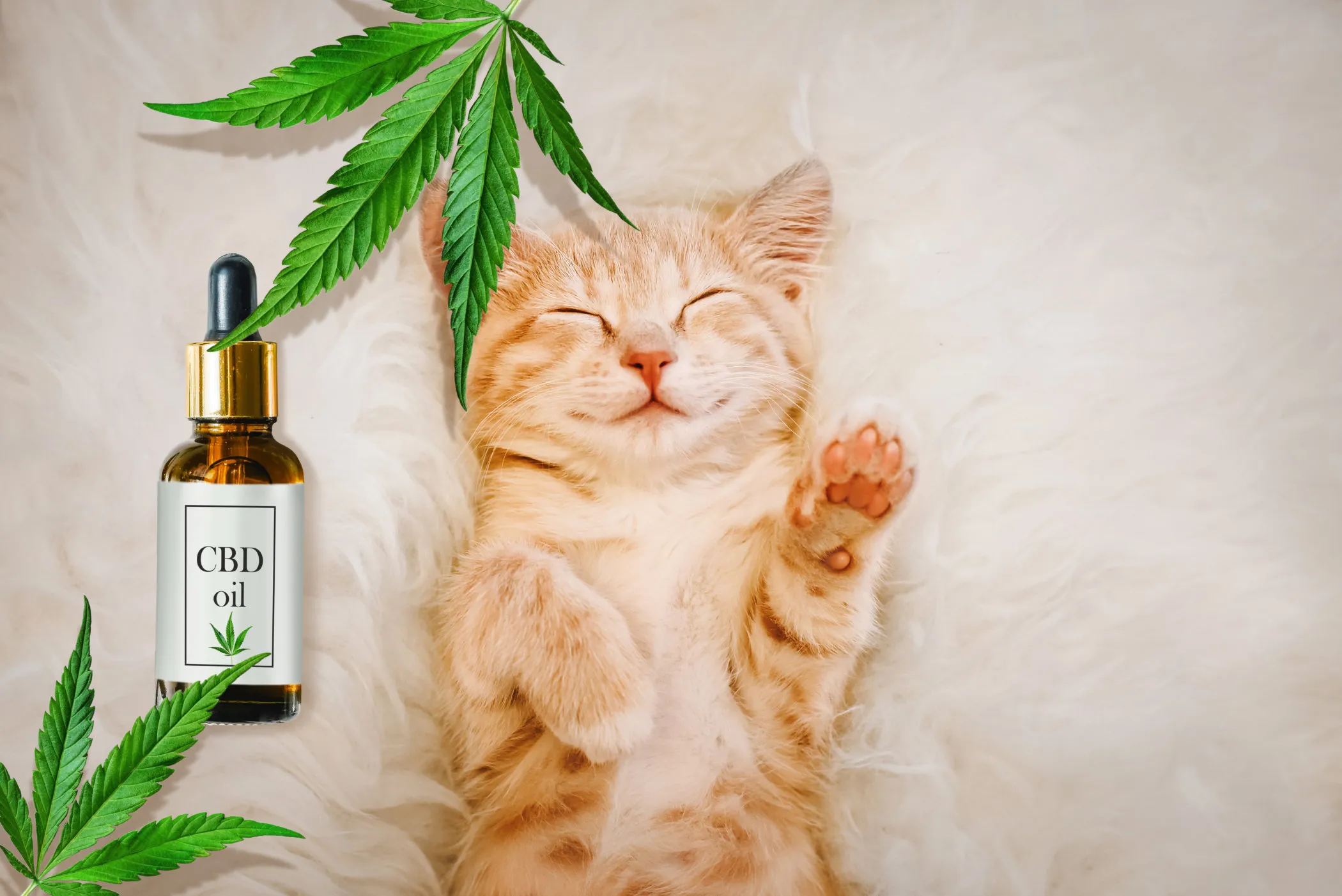 CBD for dogs