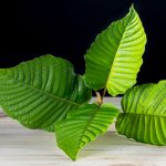 Kratom: The Natural Solution for Increased Energy and Mental Clarity