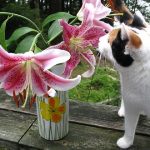 Gardening with Cats: Safe Flower Choices for a Pet-Friendly Home