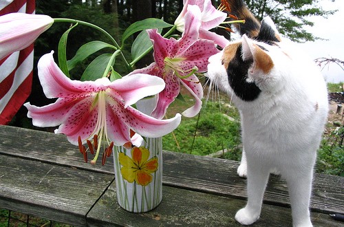 Gardening with Cats: Safe Flower Choices for a Pet-Friendly Home