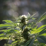 Exploring the Benefits of THCA Flower: A Guide for Regular Users