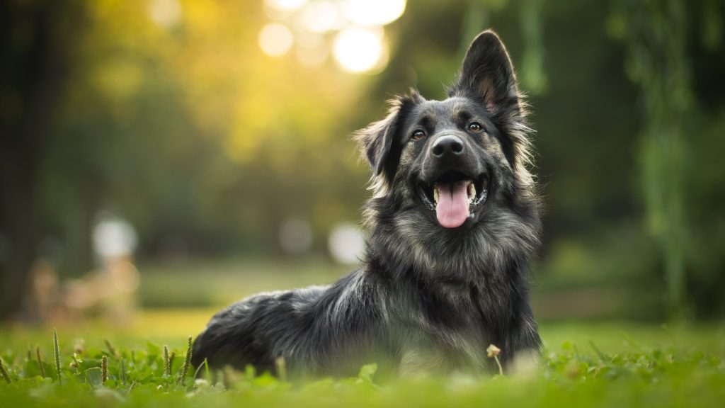 best cbd oil for dogs for arthritis