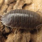 Choosing Healthy Captive Bred Invertebrates for Every Terrarium Collection