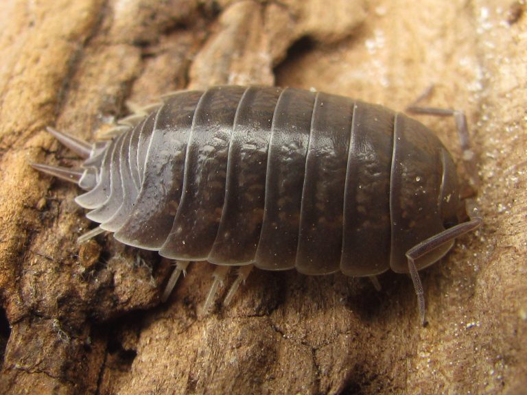 Choosing Healthy Captive Bred Invertebrates for Every Terrarium Collection