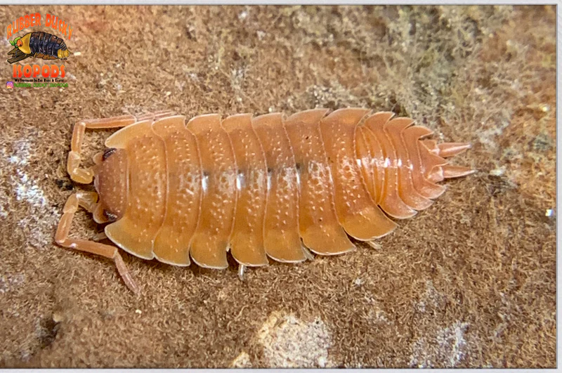 millipedes for sale